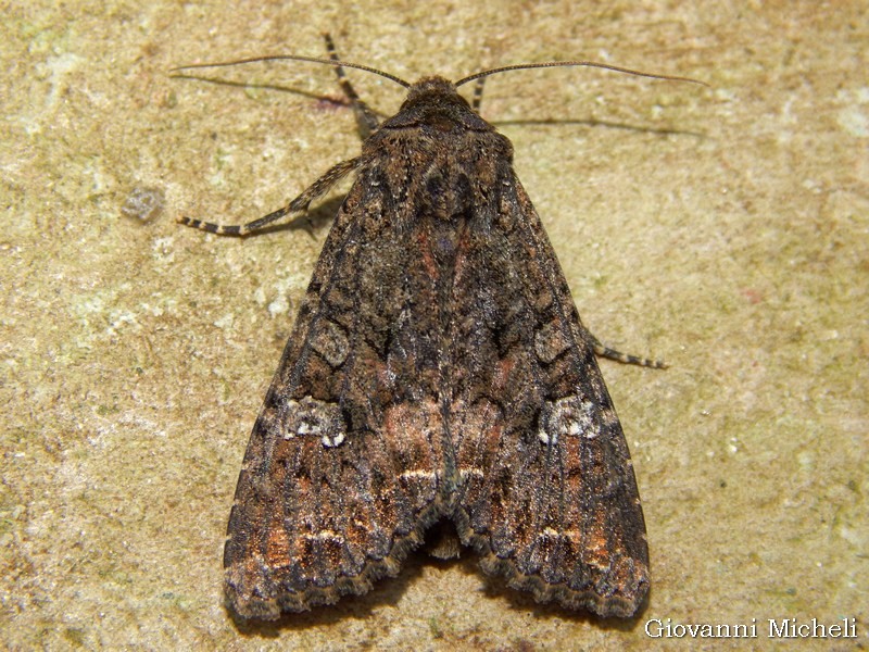 Noctuidae da ID